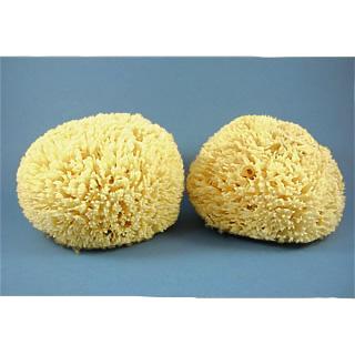 Sheepswool Sponge Online now