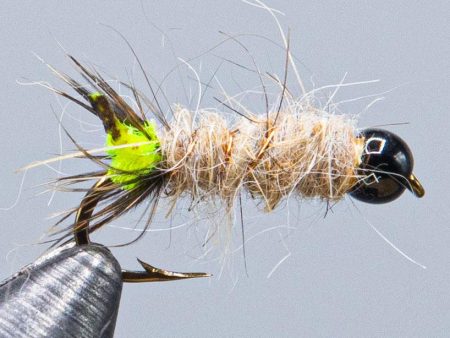 Peeking Caddis Online Hot Sale