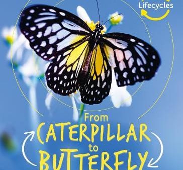 Lifecycles: Lifecycles: Caterpillar to Butterfly [2019] paperback For Sale